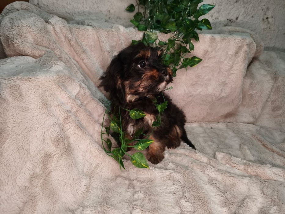 Vand baietel Cavapoo F1 black and tan.