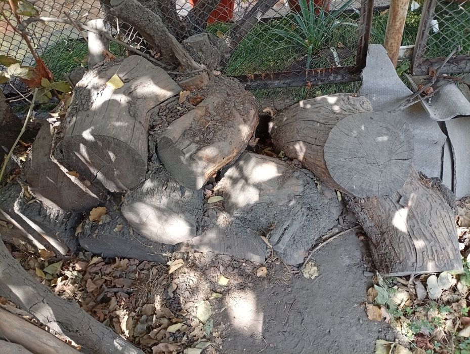 Ўтинлар сотилади ҳар ҳил.