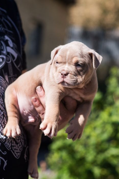 Цветные детки Американский булли от привозной пары