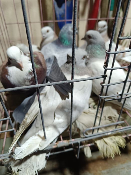 Голуби домашние разные