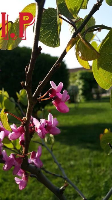 Cercis canadenisis