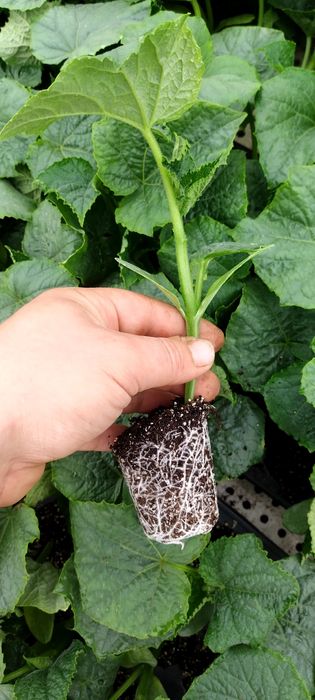 Разсад КРАСТАВИЦИ Тиквички, Пъпеш,Дини