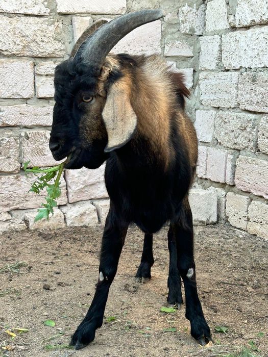 Зеленский теке сатылады!