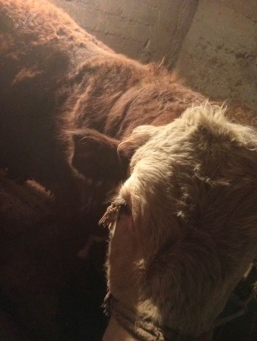 Продаю быка на откорме