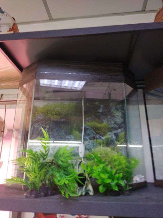 Аквариум 60л в Афалине