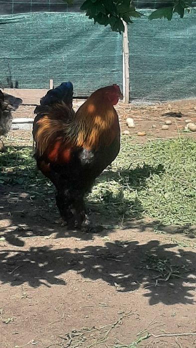 Oua brahma potirnichiu albastru,potirnichiu negru și columbia