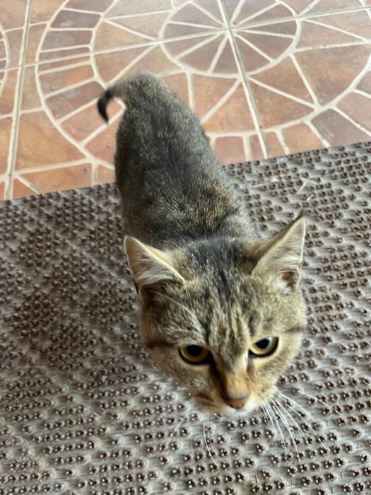 Студенттің есегін блять