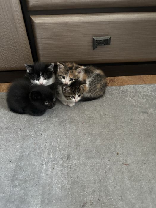 Котята в хорошие руки
