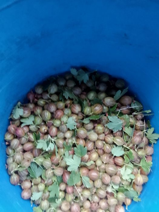Продам ягоды в ахмирова
