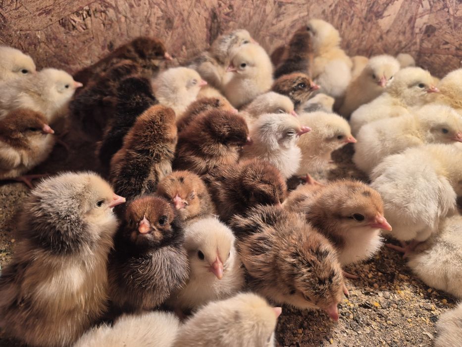 Цыплята,Балапандар.