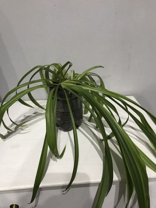 Продам комнатные цветы