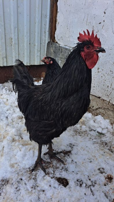 Сатылады, продаётся