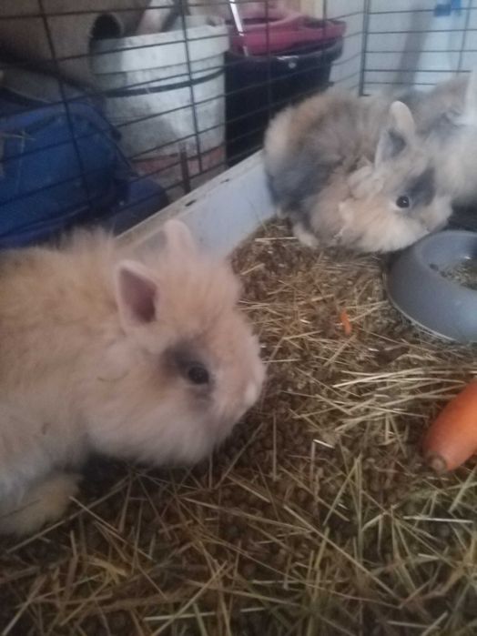 Iepurași cap de leu