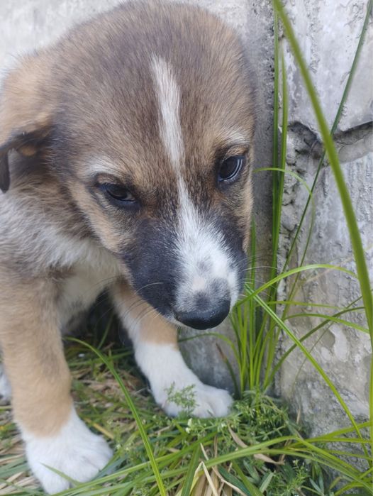 Отдам щенков в добрые руки