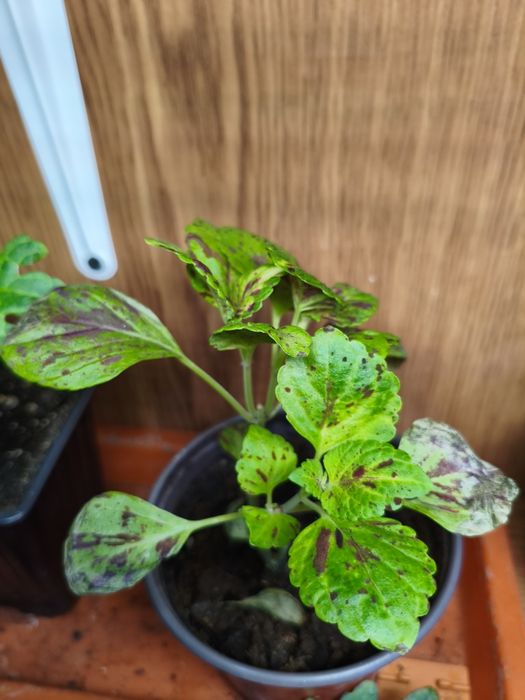 Колеусы в ассортименте