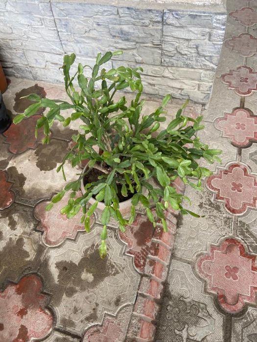 домашние цветы