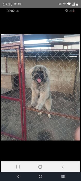 Ciobanesc Caucazian