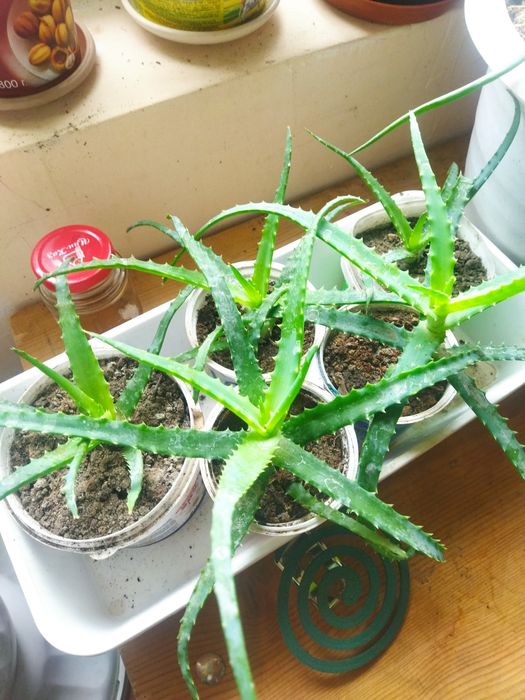 Алоэ лечебный столетник