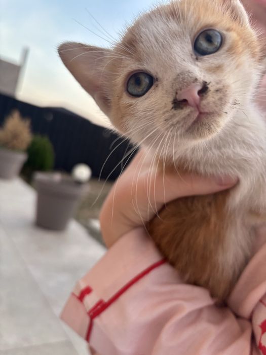 puiuti pentru adoptie