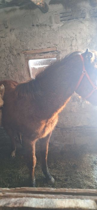 Продам жеребенка