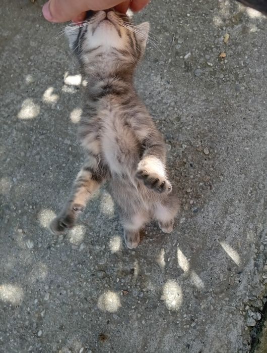 Adoptie pui pisica
