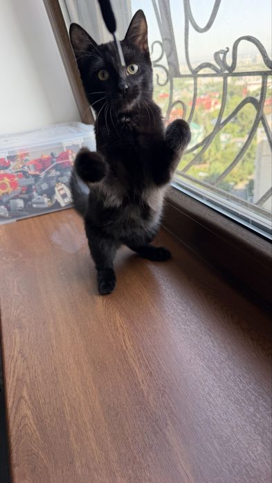Черный котик, 4,5 месяца