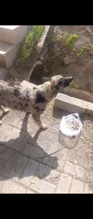 Пристраивается красивая собака