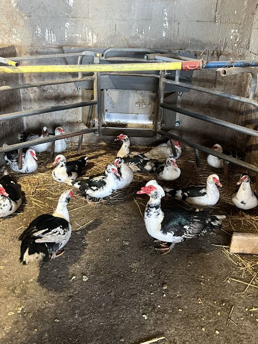 Rațe mute vând/schimb pe gaini