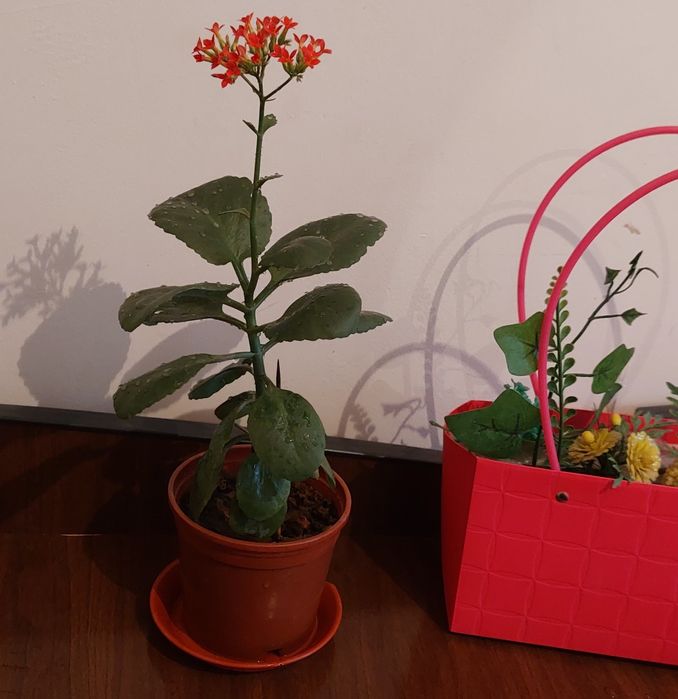 Цветущий цветок Каланхоэ