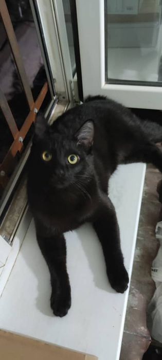 Приглашаем на вязку!!Британец короткошёрстный черный как смоль!!