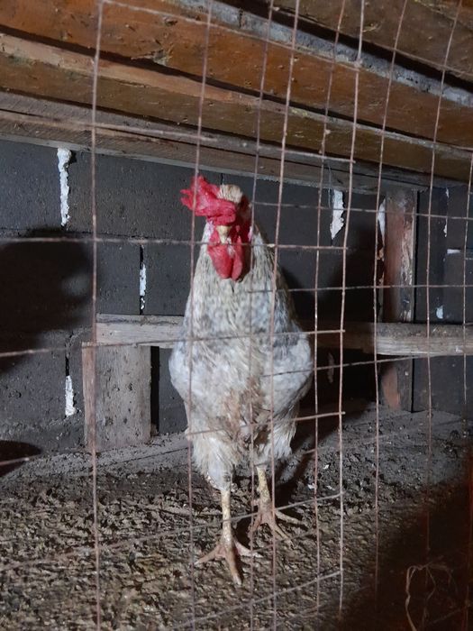 Продаются петухи