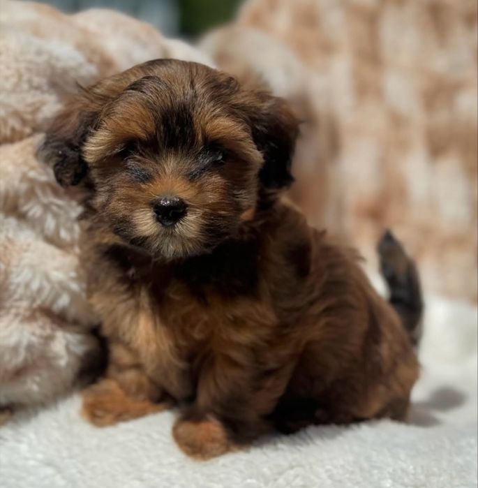 Bichon havanez650 lei