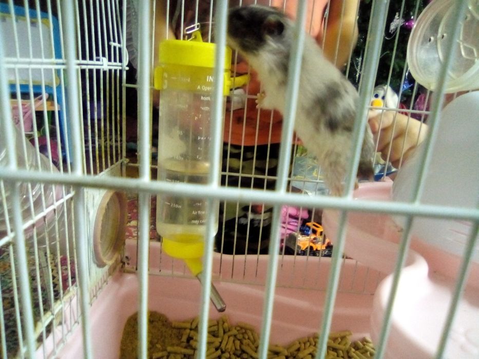 Серийский хомяк девочка и большая клетка