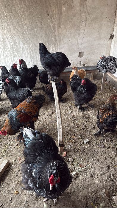 Брама хурозлар сотилади