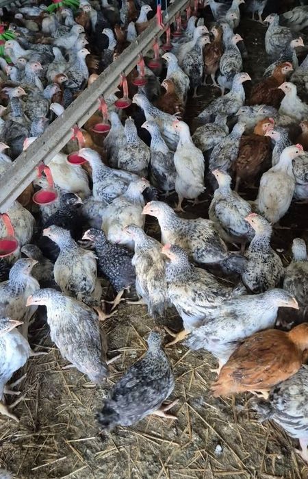 Bună ziua dragi clienți ferma de pui vă oferă înspre vânzare pui rasă