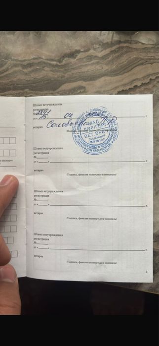 Черная овчарка самец