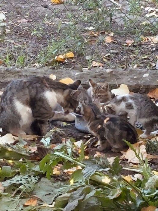 Pisicuțe pentru adopție