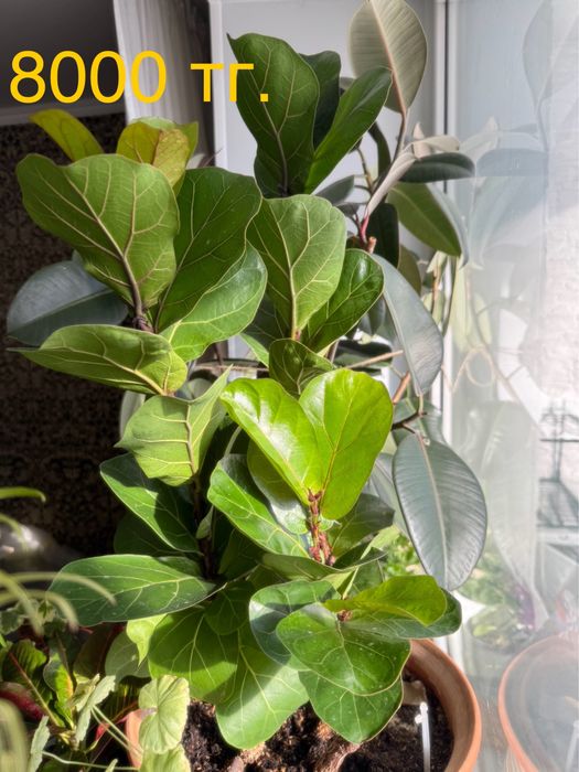 Фикус лировидный