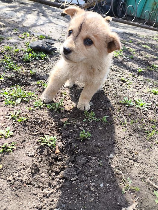 Крошки ищут мампап. Доставлю!