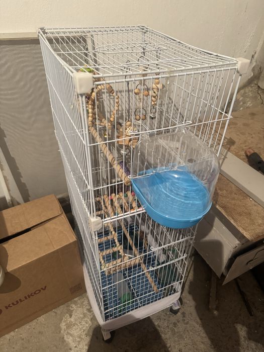 Попугаидын ұясы бар