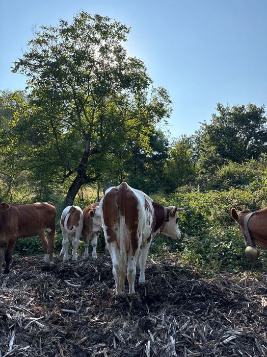 Vaca la a doua fătare