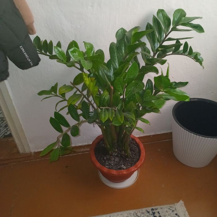 Продам цветок для дома и офиса