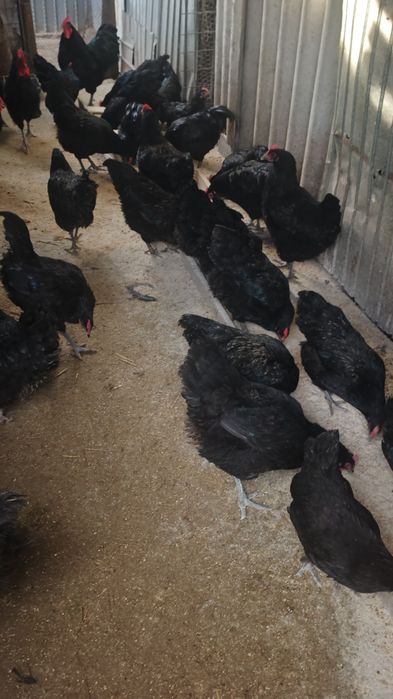 Vând ouă pentru incubat pe comanda.