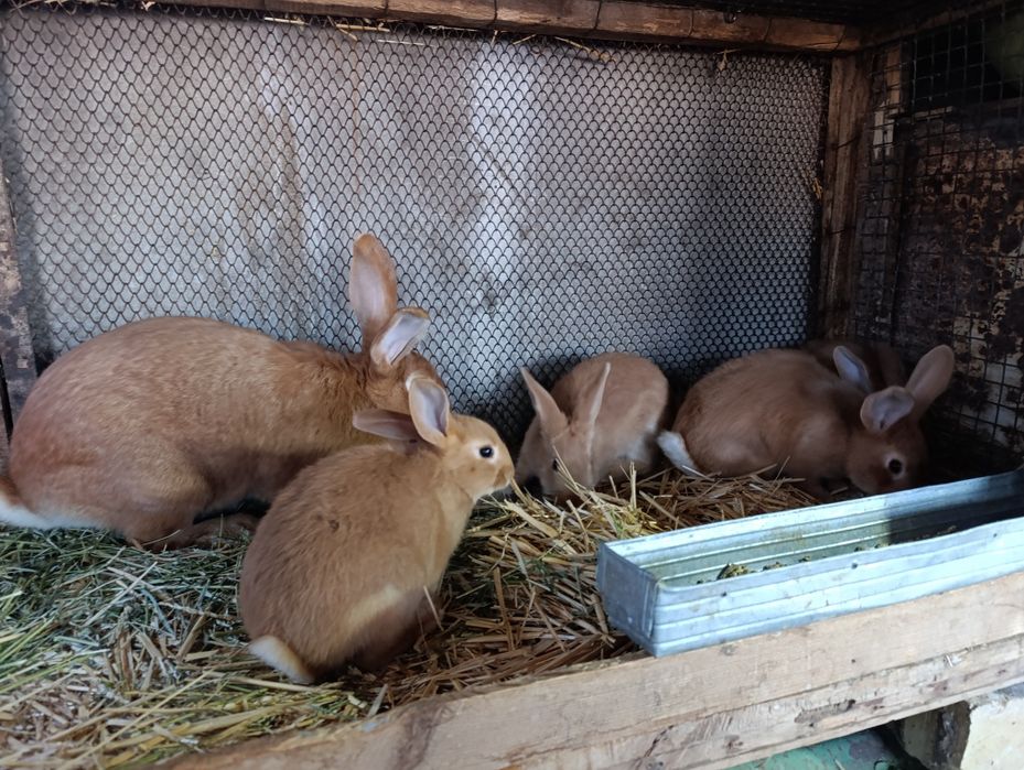 Burgun quyon bolalari sotiladi