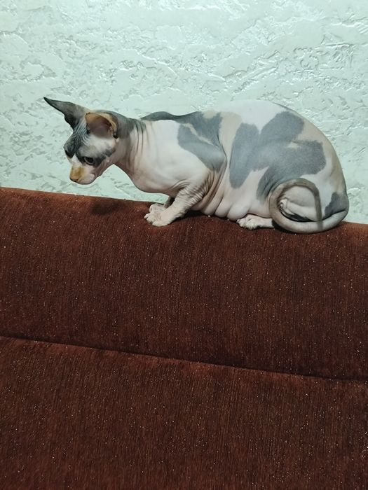 Котенок эльф каналец