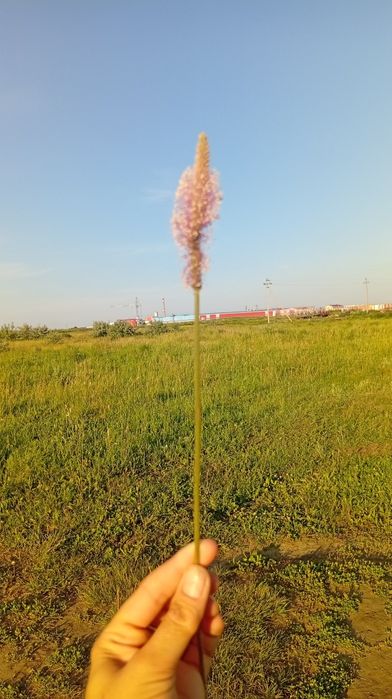 Букеты полевых цветов
