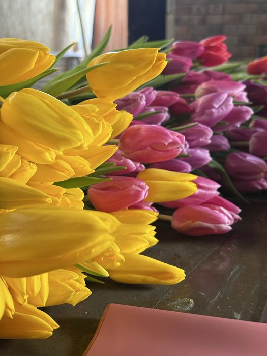 ОПТОМ тюлпаны голдандия