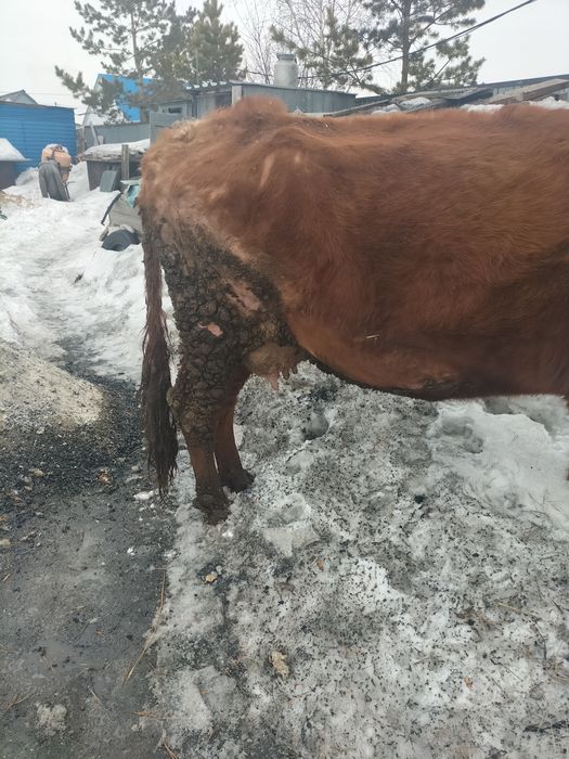 Сиыр сатылат сауынды 700мын