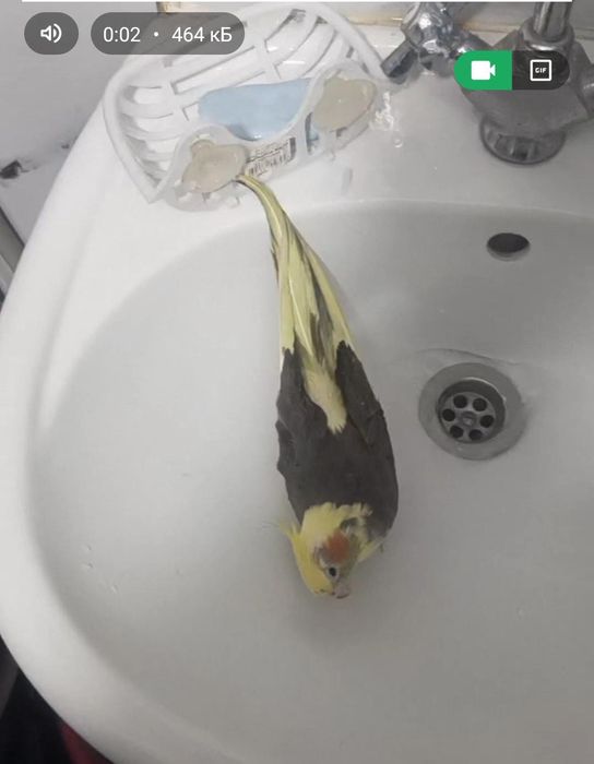 Карелла самец ручной