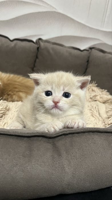 Продам шотладских котят